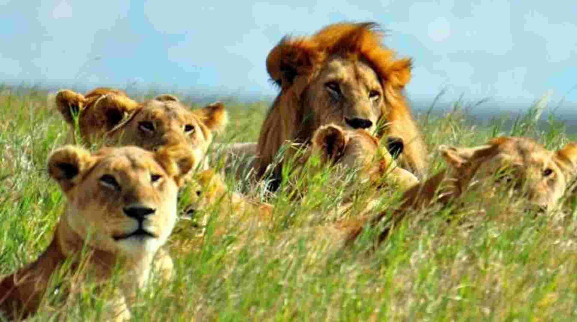 3-Day Tanzania Safari