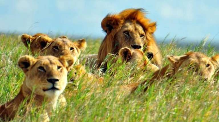 3-Day Tanzania Safari  trip - alternative tour available