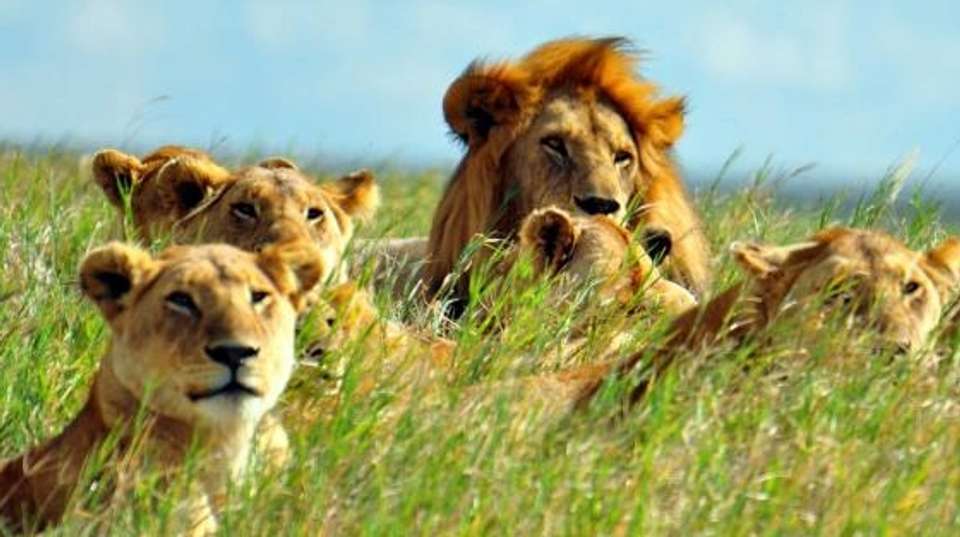 3-Day Tanzania Safari  - Dahlia Africa - Tanzania - Image 1