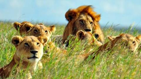 3-day Tanzania Safari - 3 Days