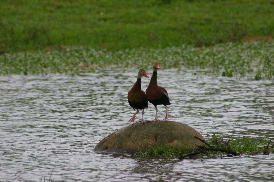 3-day Tocu Tent Camp Experience - Destination Services - Costa Rica - Image 15