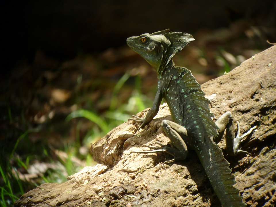 3-day Tocu Tent Camp Experience - Destination Services - Costa Rica - Image 14