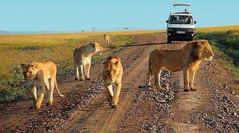 Wildlife Safaris And Game Drives Tour: 3-day Trip To Murchison Falls