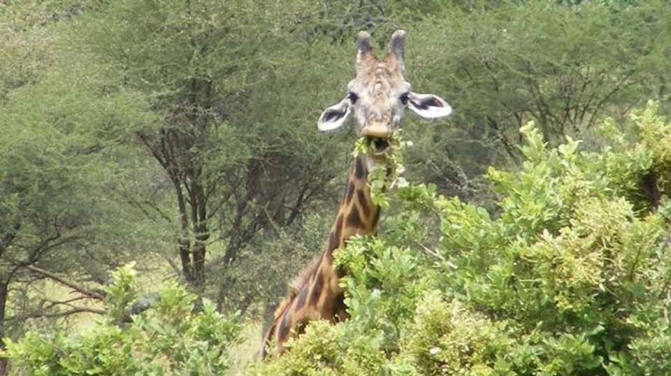 3-Day Trip To Murchison Falls - Devine African Safaris Ltd - Uganda - Image 4