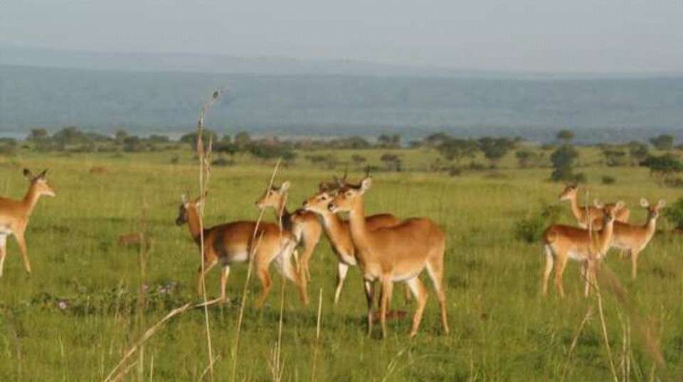 3-Day Trip To Murchison Falls - Devine African Safaris Ltd - Uganda - Image 5
