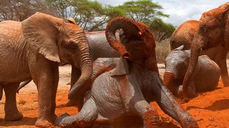 3-Day Tsavo Safari