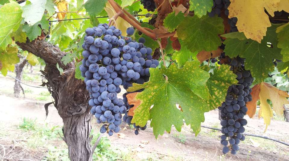 3 Day Wine & Dine Tour: Colchagua Valley - Chile Off Track - Chile - Image 11