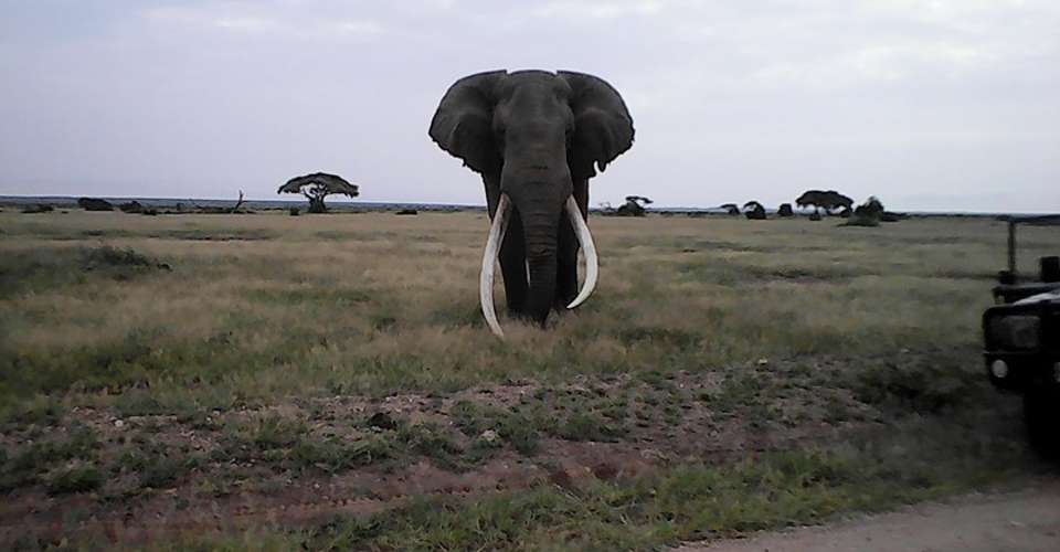 3 Days Amboseli Safari (Kili Base Tour) - Tropical Vacations - Kenya - Image 4