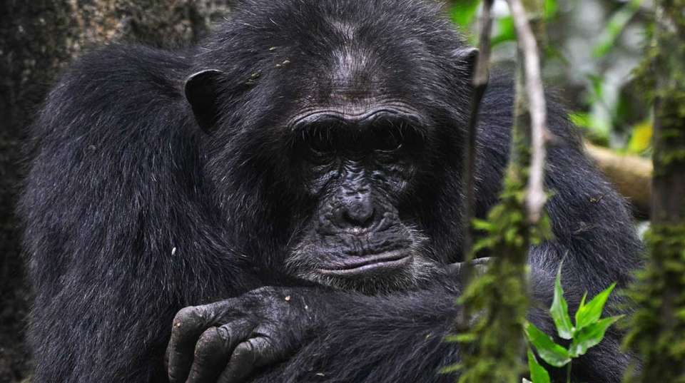  3 days Bwindi Gorilla Tracking Safari - Primate World Safaris (u) Ltd - Uganda - Image 6