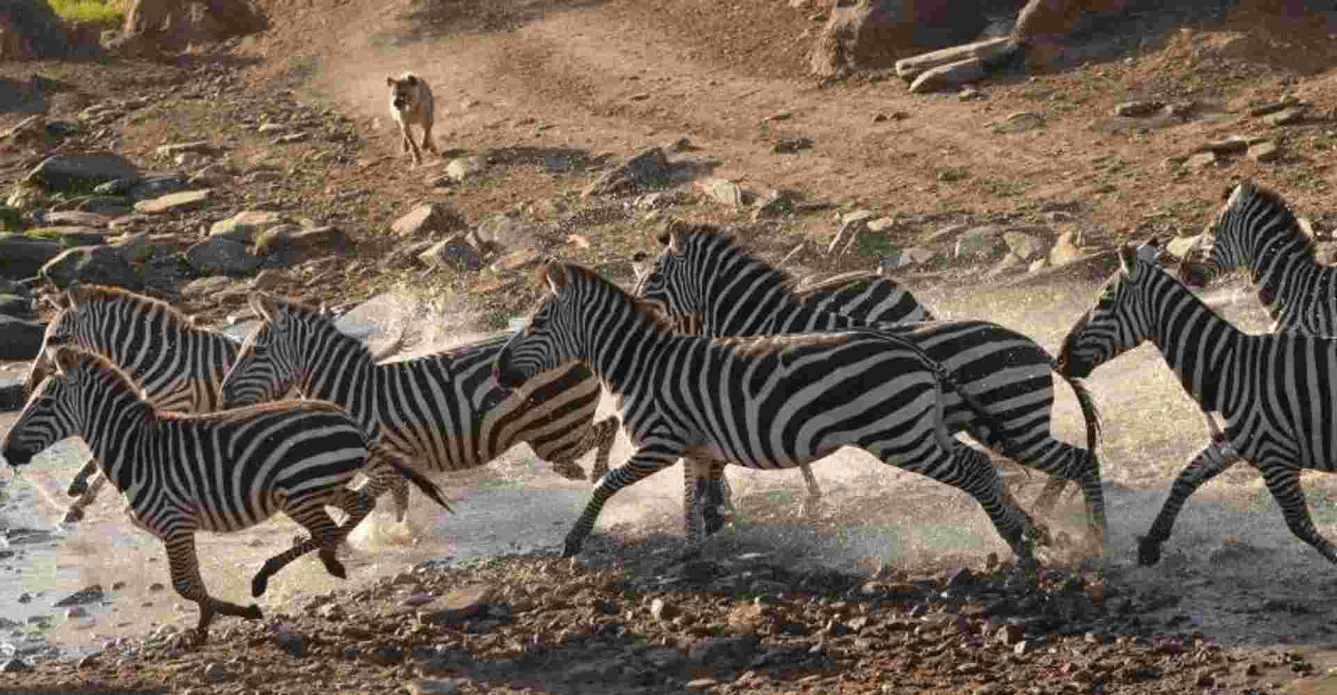 3 Days Camping Safari