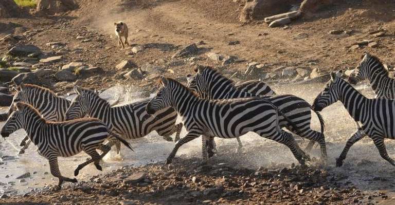 3 Days Camping Safari trip - alternative tour available