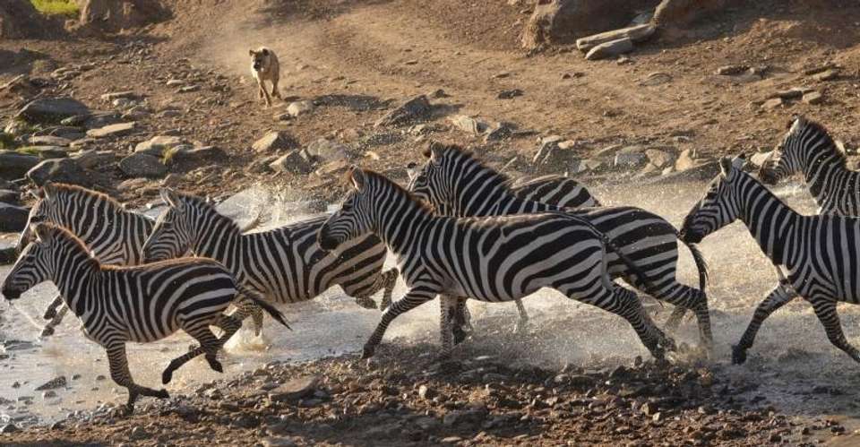 3 Days Camping Safari - Love And Dove Africa - Tanzania - Image 1