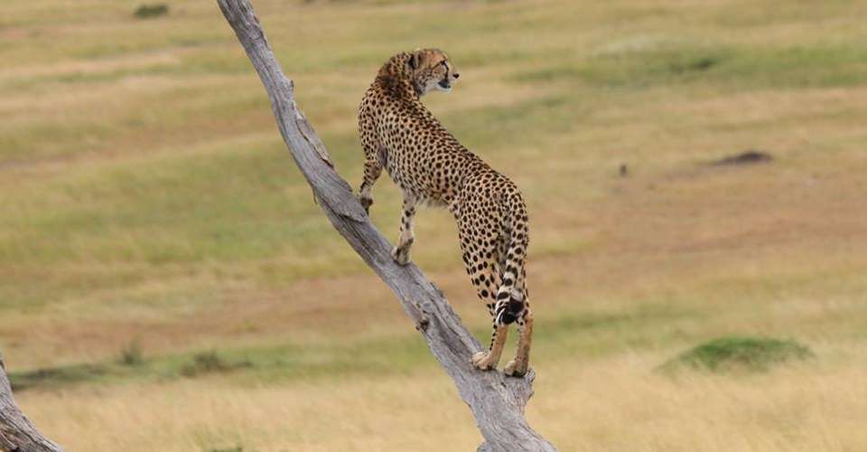 3 Days Camping Safari - Love And Dove Africa - Tanzania - Image 4