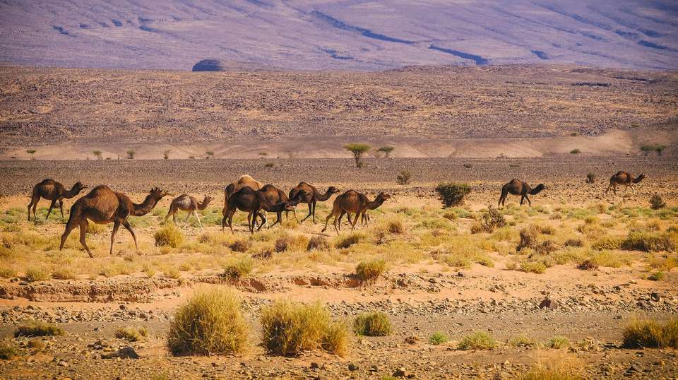 3 Days desert Tour Marrakech to Erg Chigaga - Desertbrise Travel - Morocco - Image 7