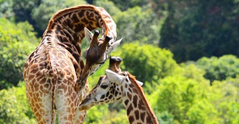 3-days Escape to Selous Game Reserve - Safari trip - alternative tour available