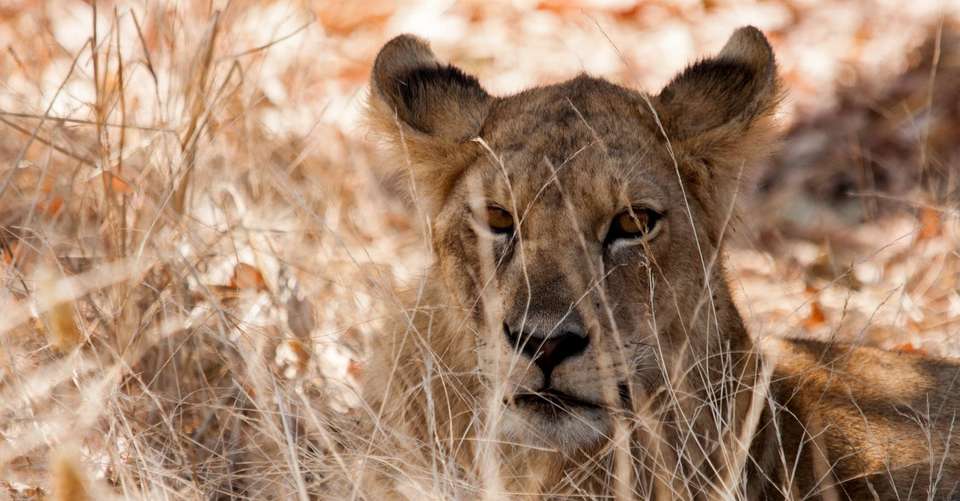 3-days Escape to Selous Game Reserve - Safari - Gecko Adventure - Tanzania - Image 3