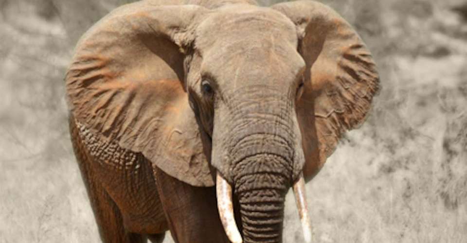 3-days Escape to Selous Game Reserve - Safari - Gecko Adventure - Tanzania - Image 4