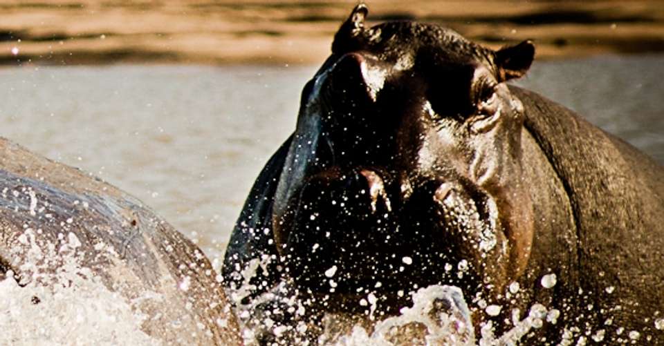 3-days Escape to Selous Game Reserve - Safari - Gecko Adventure - Tanzania - Image 5