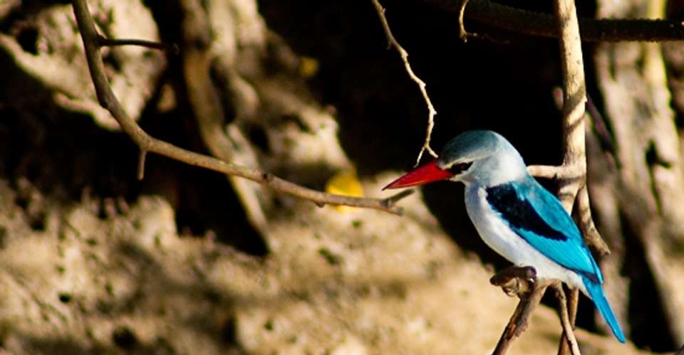3-days Escape to Selous Game Reserve - Safari - Gecko Adventure - Tanzania - Image 6