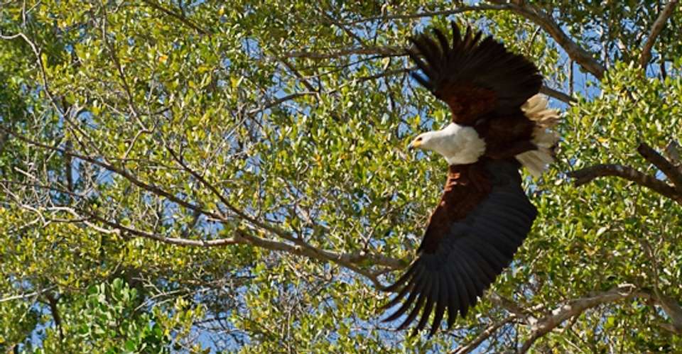 3-days Escape to Selous Game Reserve - Safari - Gecko Adventure - Tanzania - Image 7
