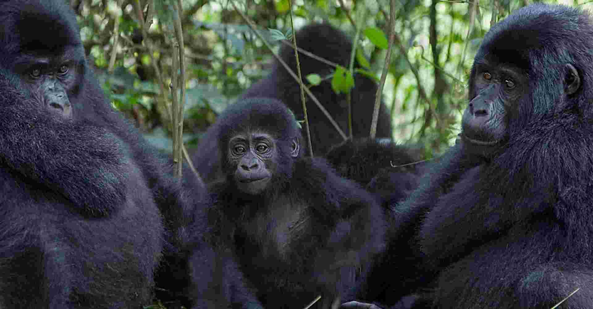 3 Days Gorilla Trekking Tour to Bwindi