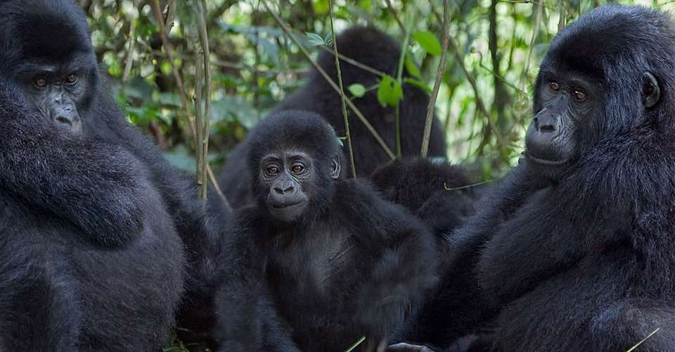 3 Days Gorilla Trekking Tour to Bwindi - East African Jungle Safaris - Uganda - Image 1