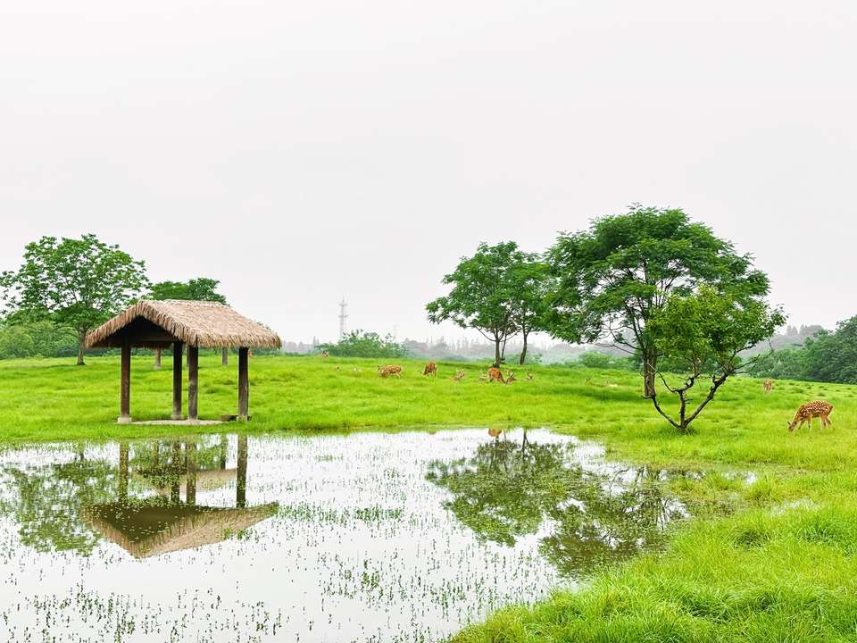 3 Days In Hangzhou: Ancient Healing & Heritage, Private Tour - undefined - Image 9