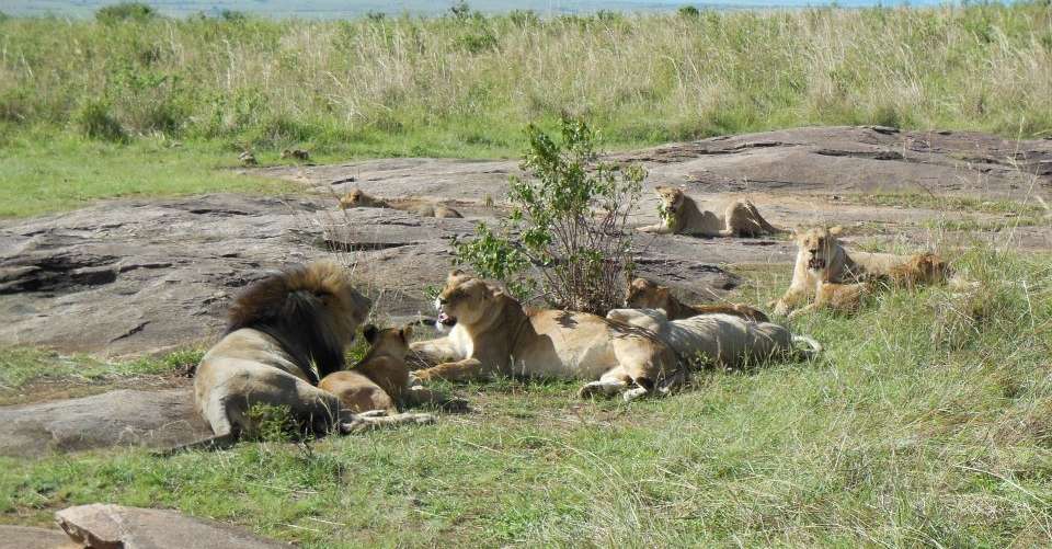 3 Days Maasai Mara Safari Trip - In2kenya Safari Watamu Kenya - Kenya - Image 4