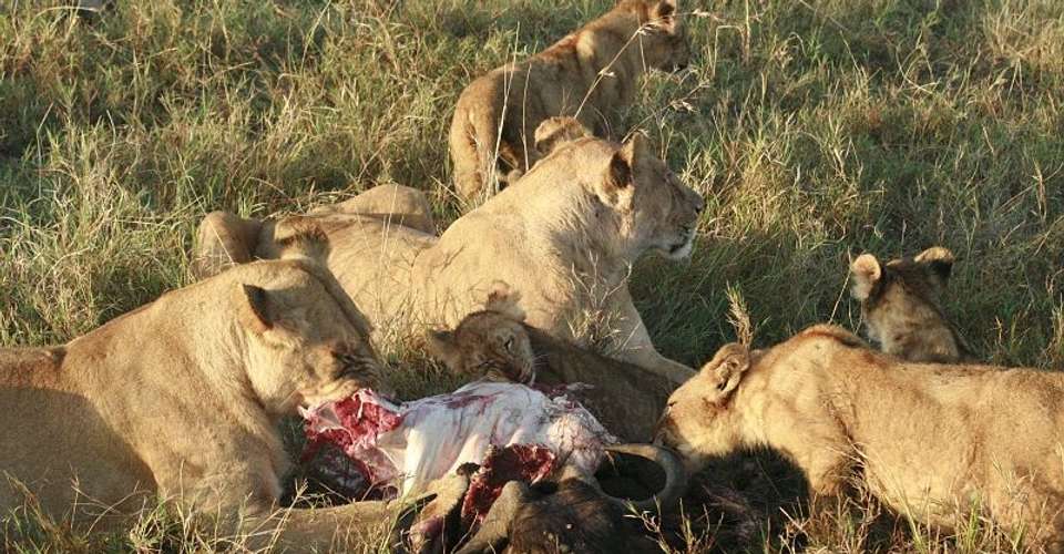 3 Days Maasai Mara Safari Trip - In2kenya Safari Watamu Kenya - Kenya - Image 5