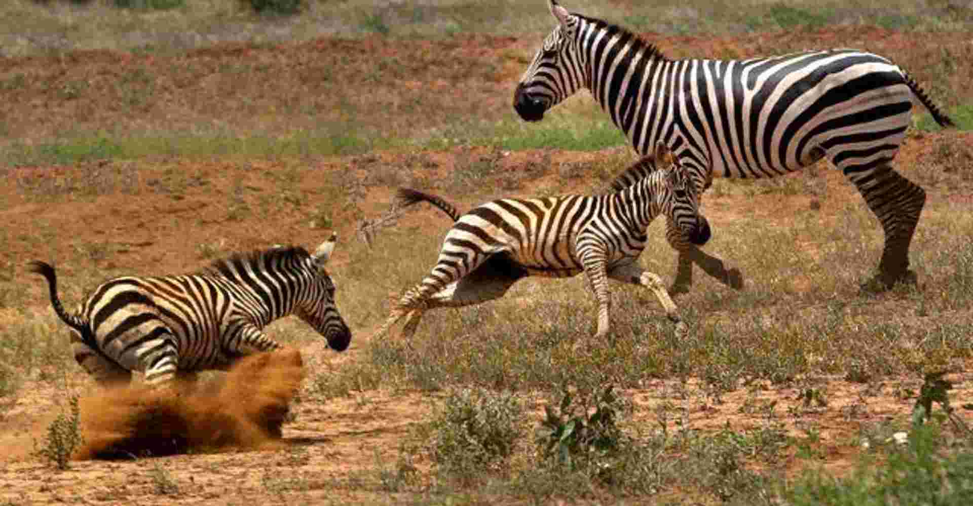 3 Days Maasai Mara Safari Trip