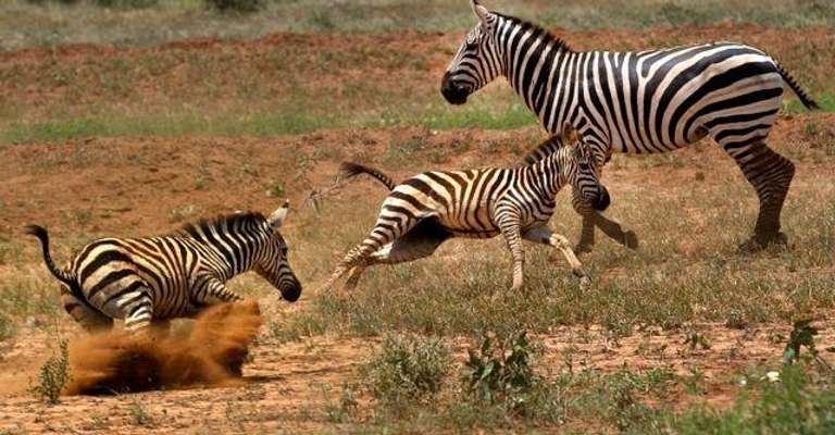 3 Days Maasai Mara Safari Trip - 3 days