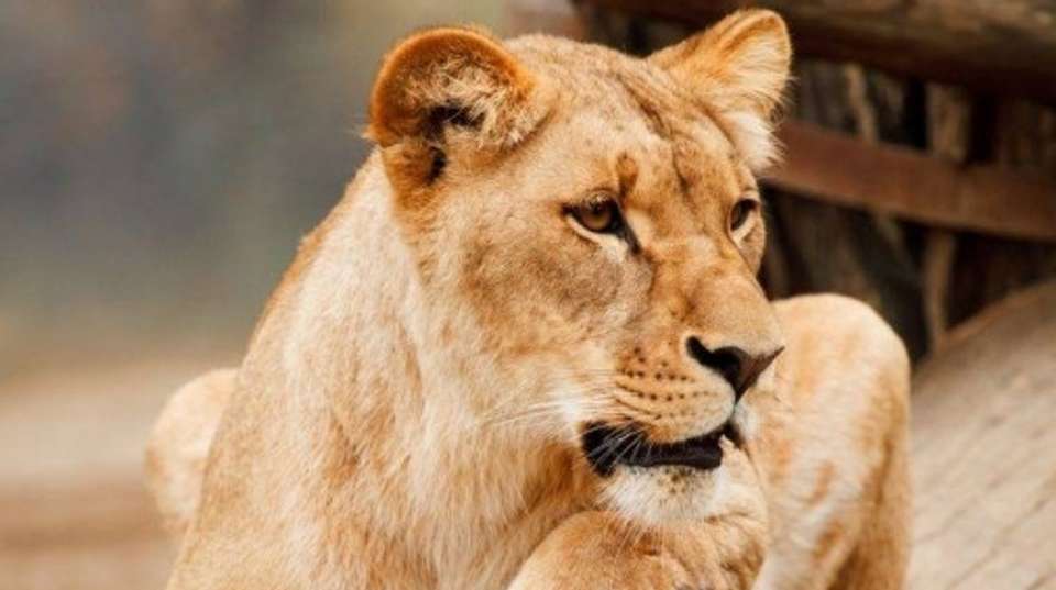 3 Days Masai Mara Classic Safari - Beacon Safaris - Kenya - Image 1