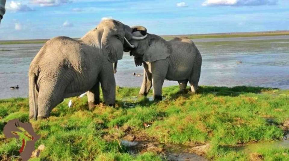 3 Days Masai Mara Classic Safari - Beacon Safaris - Kenya - Image 2