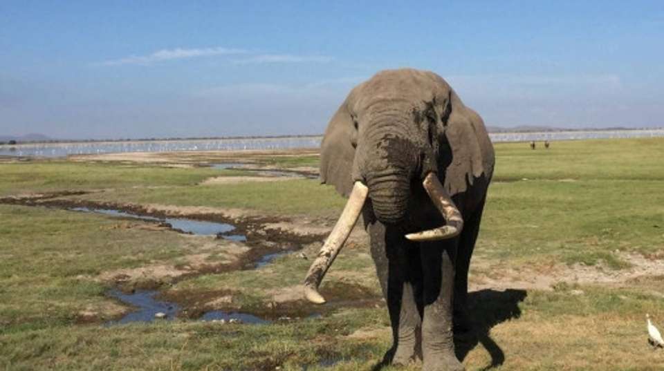 3 Days Masai Mara Classic Safari - Beacon Safaris - Kenya - Image 3