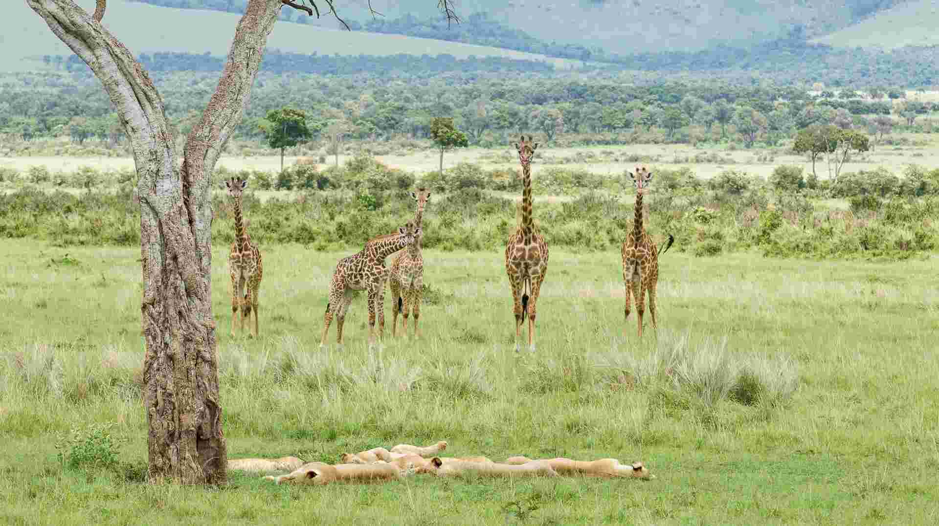 3 Days Masai Mara Safari in Kenya