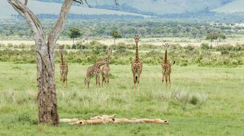 3 Days Masai Mara Safari In Kenya - 3 Days