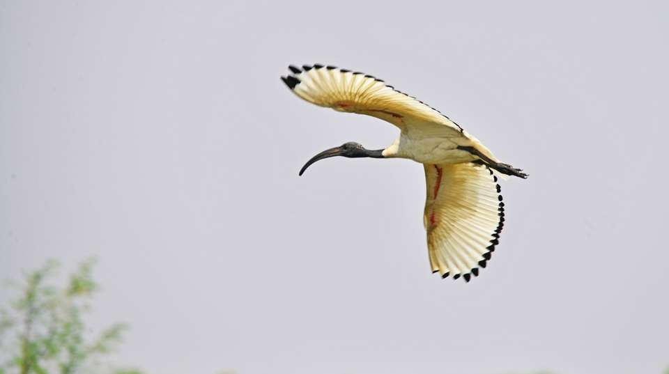 3 days Murchison Falls Tour - Primate World Safaris (u) Ltd - Uganda - Image 3