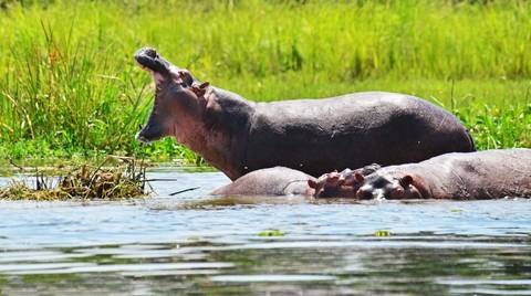 Uganda Tours For Young Adults: 3 Days Murchison Falls Tour