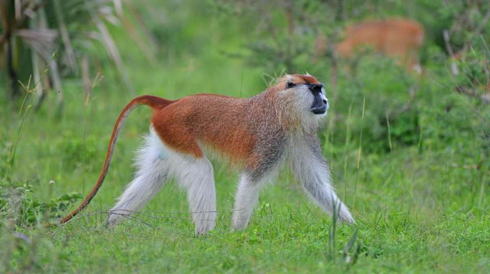 3 days Murchison Falls Tour - Primate World Safaris (u) Ltd - Uganda - Image 4