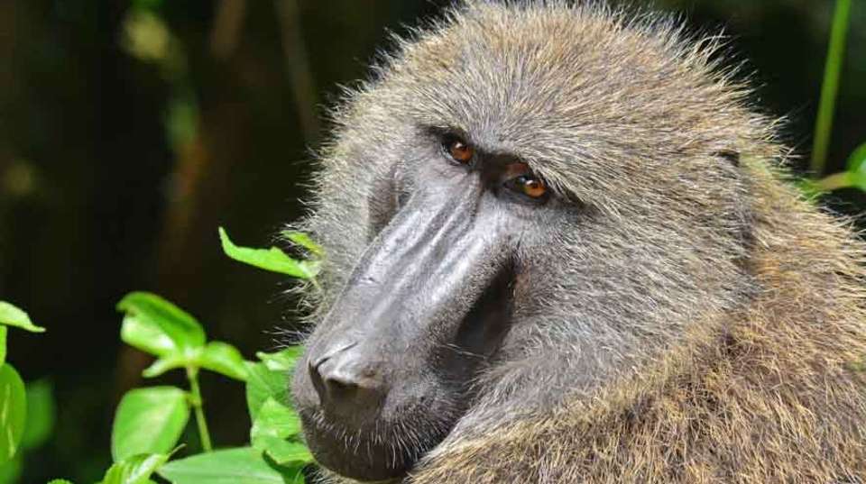 3 days Murchison Falls Tour - Primate World Safaris (u) Ltd - Uganda - Image 6