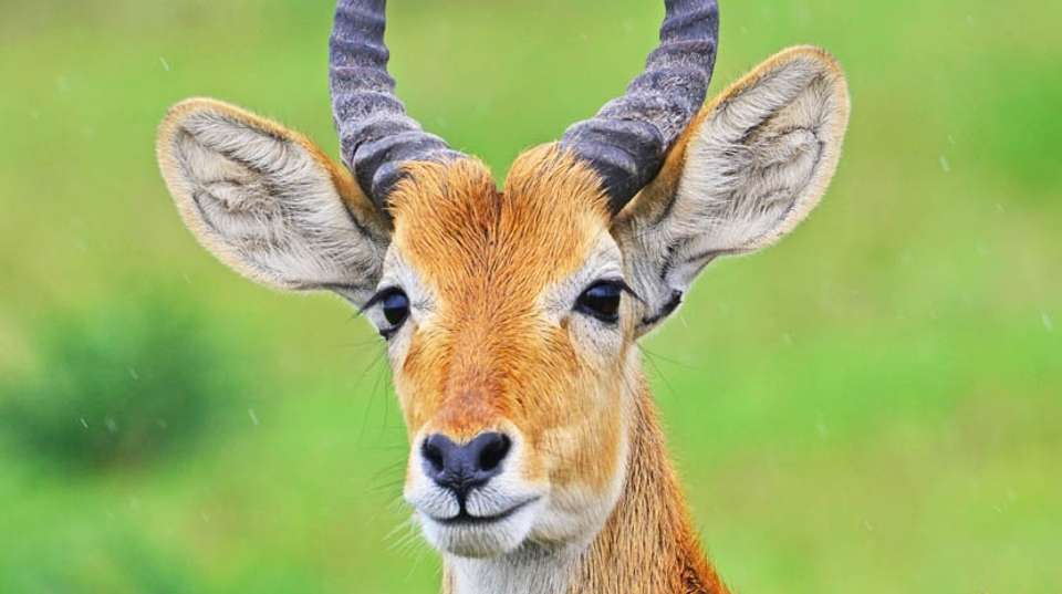 3 days Murchison Falls Tour - Primate World Safaris (u) Ltd - Uganda - Image 8