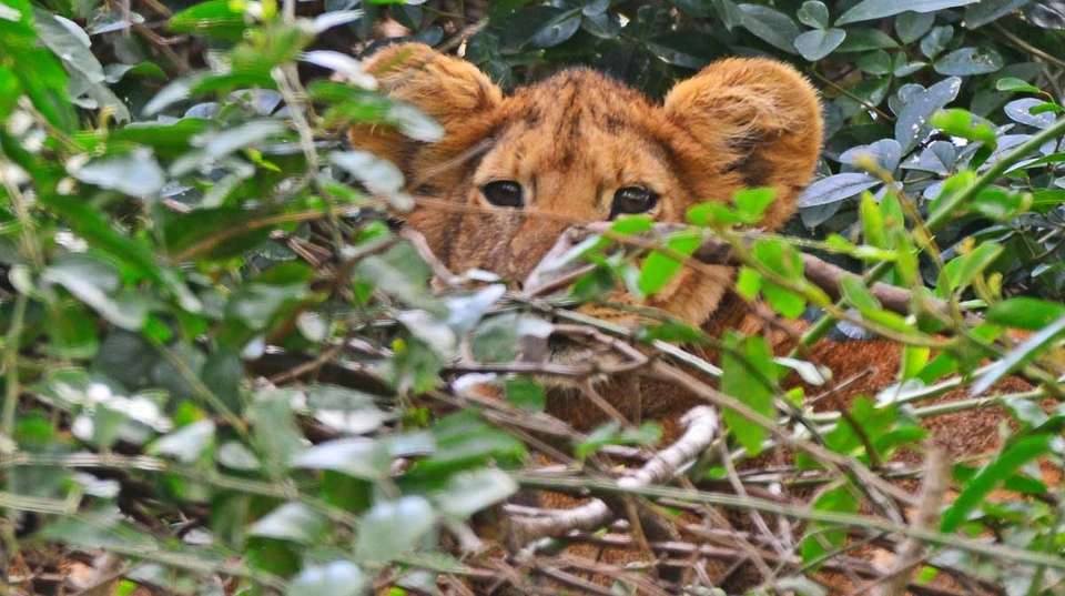 3 days Murchison Falls Tour - Primate World Safaris (u) Ltd - Uganda - Image 9