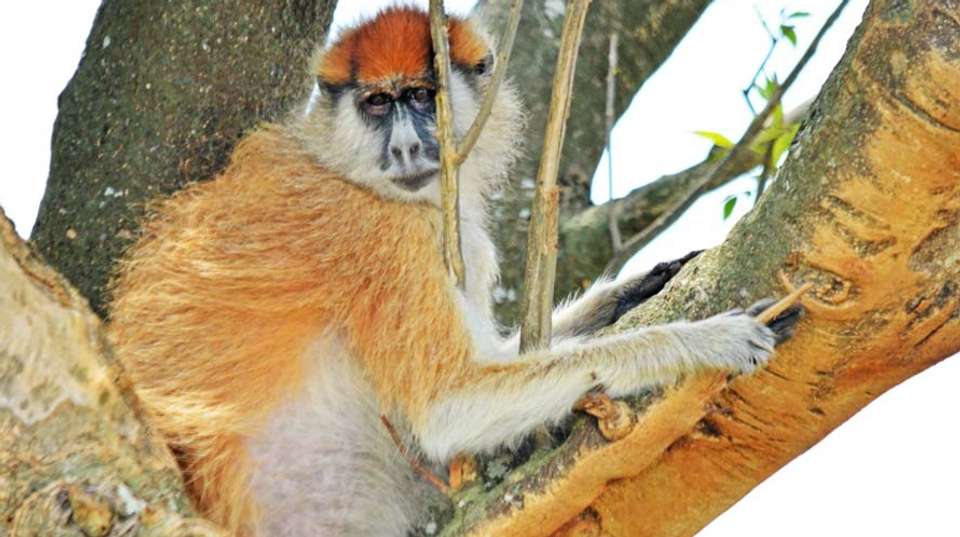 3 days Murchison Falls Tour - Primate World Safaris (u) Ltd - Uganda - Image 10