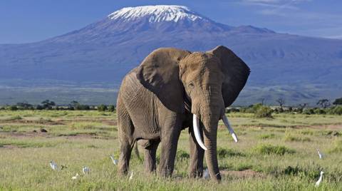 3 Days' Safari At Amboseli National Park - Winter Tours
