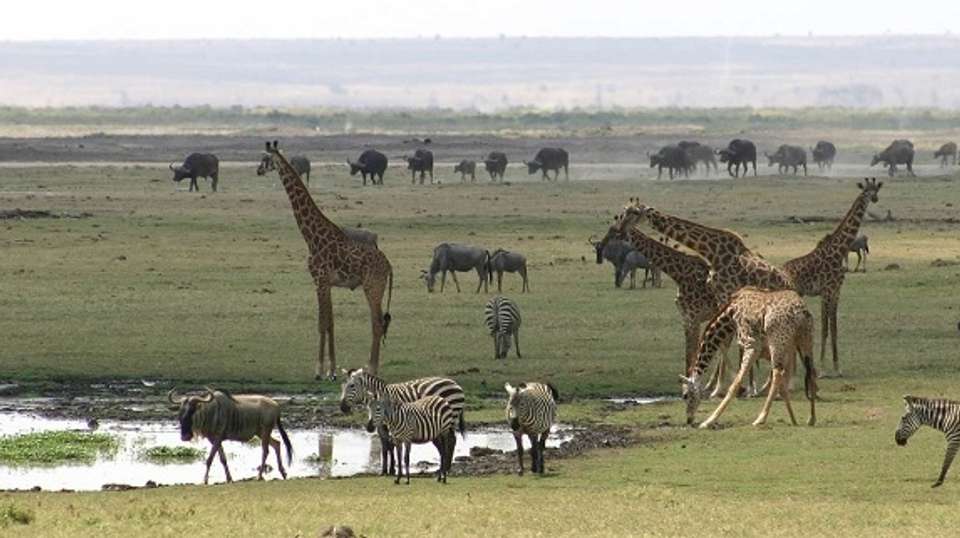 3 Days' Safari at Amboseli National Park  - Baboon Budget Safaris - Kenya - Image 2