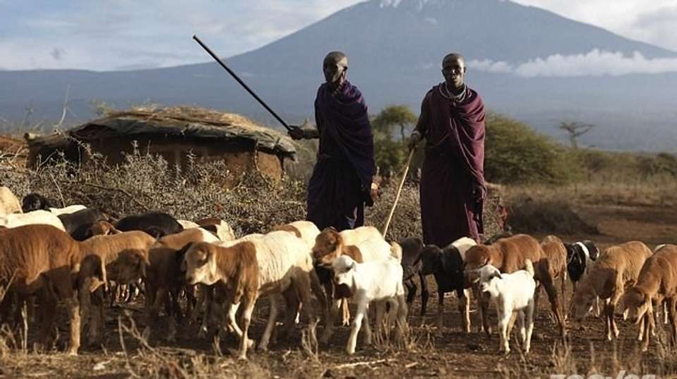 3 Days' Safari at Amboseli National Park  - Baboon Budget Safaris - Kenya - Image 3