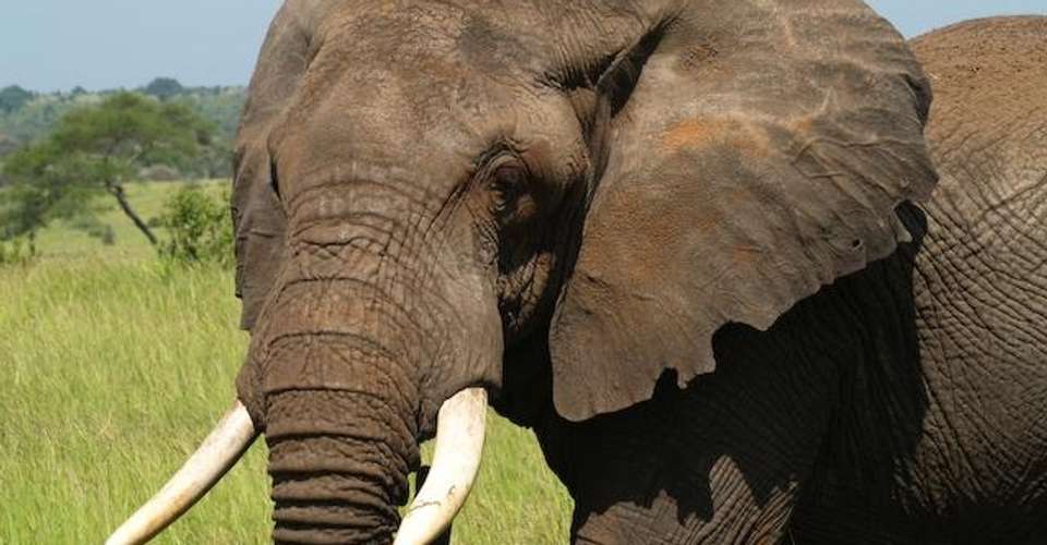 3 Days Safari - Manyara, Ngorongoro and Tarangire - Enosa Expeditions - Tanzania - Image 2