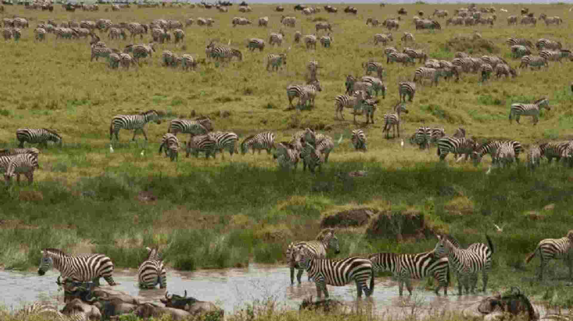 3 Days - Tanzania Ndutu Safari: Three Days