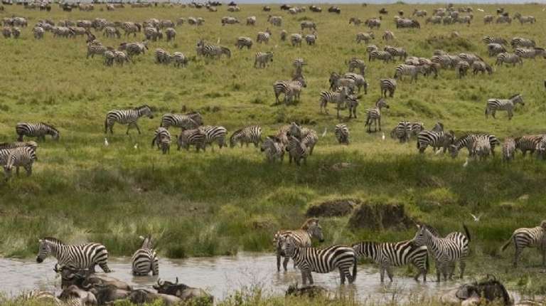 3 Days - Tanzania Ndutu Safari: Three Days - 3 days
