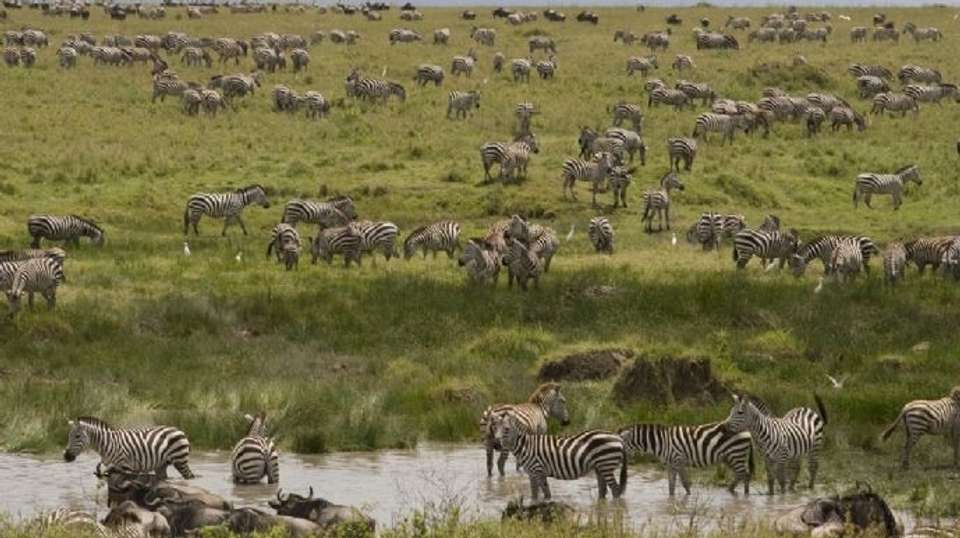 3 Days - Tanzania Ndutu Safari: Three Days - Wonders Of Creation Tours And Safaris - Tanzania - Image 1